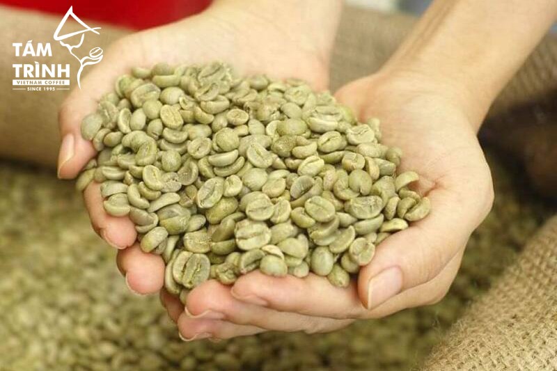 Tám Trình Coffee cung cấp nhiều dòng cà phê nhân xanh khác nhau
