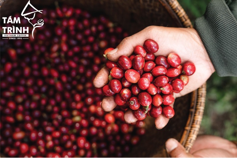 Vinh Hiep Coffee cũng là cái tên nổi bật trong lĩnh vực cung cấp cà phê